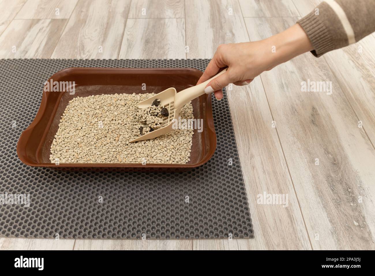 man cleans cat litter with a shovel. cat litter cleaning. cat feces