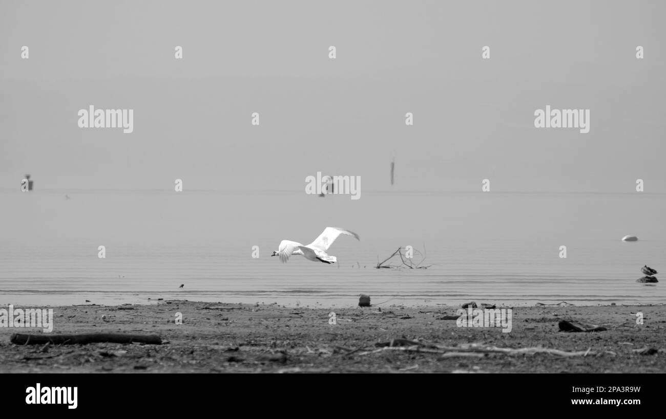 Swan flies low over the coast at lake constance in black and white