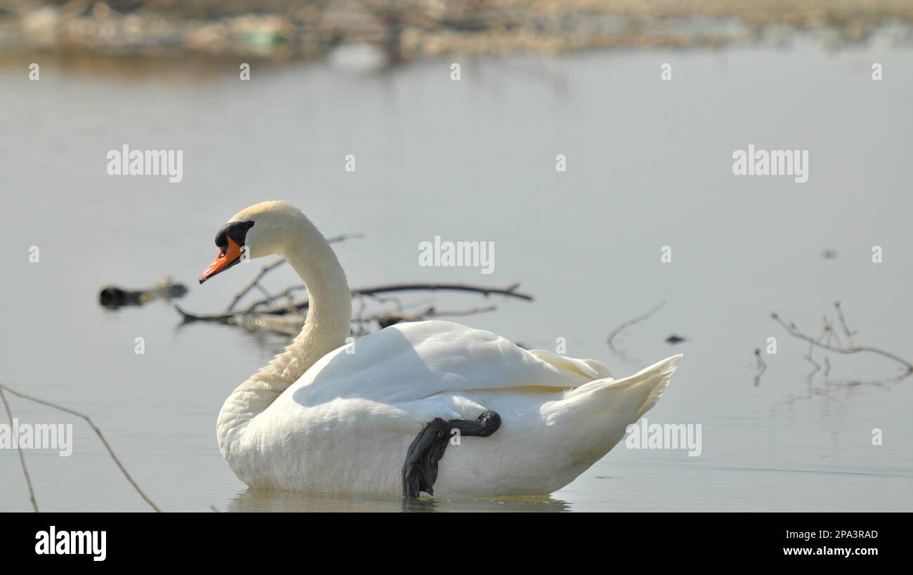 Swan with oars raised sideways on the lake Stock Photo