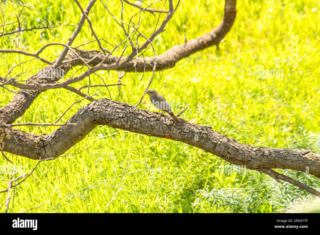 Verdant tree hi-res stock photography and images - Alamy