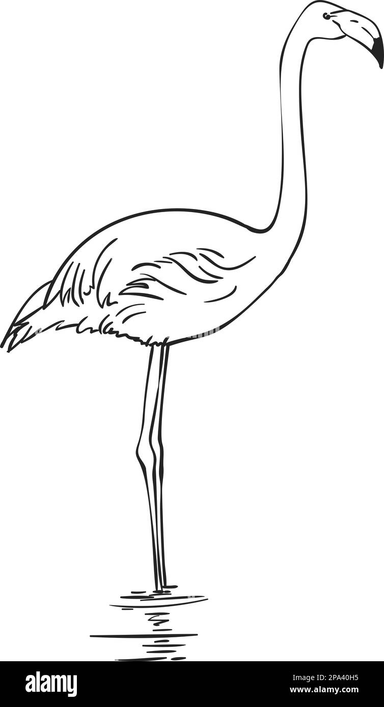 How to draw a flamingo. Step-by-step drawing tutorial.