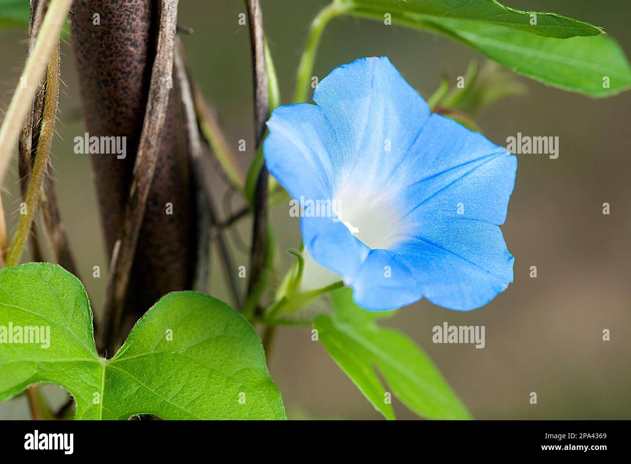 Morning Glory Flower Stock Photo