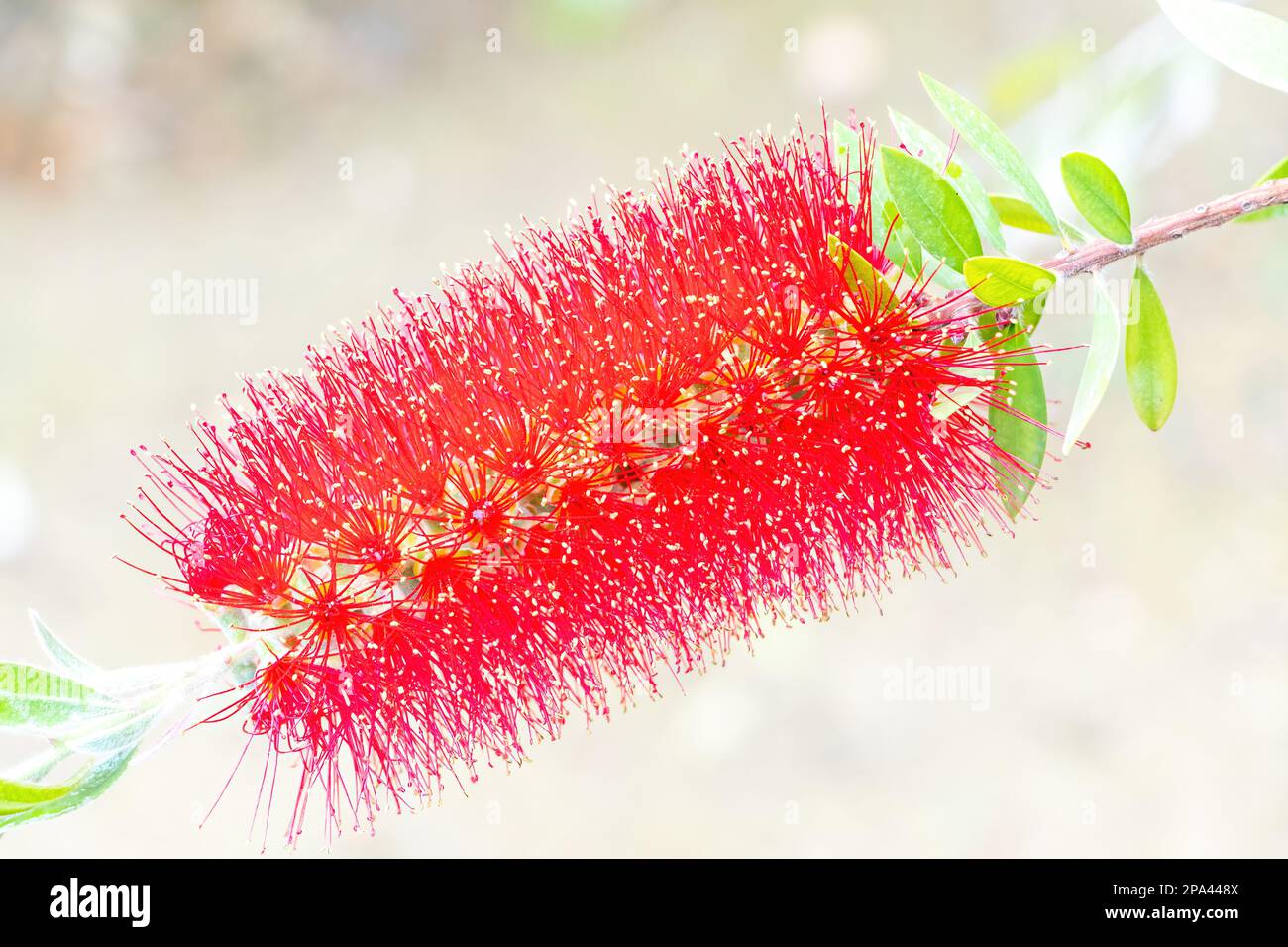 bright red bottlebrush, Callistemon, flower in  garden against blue sky Stock Photo