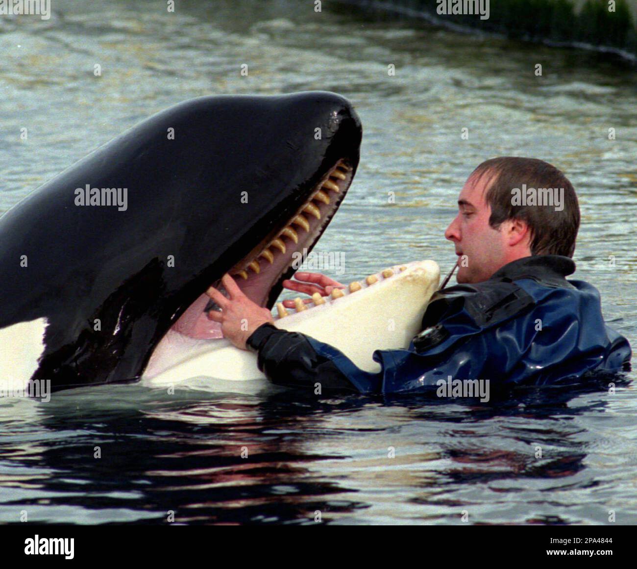 FILE ** In this Monday, Feb. 9, 1998 file photograph, Keiko FILE ** In this Monday, Feb. 9, 1998 file photograph, Keiko