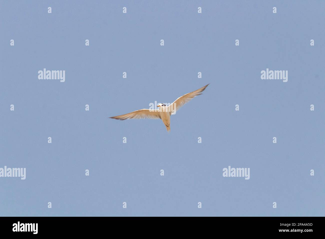A Sandwich Tern Soaring with Wings Spread in the Sky Stock Photo