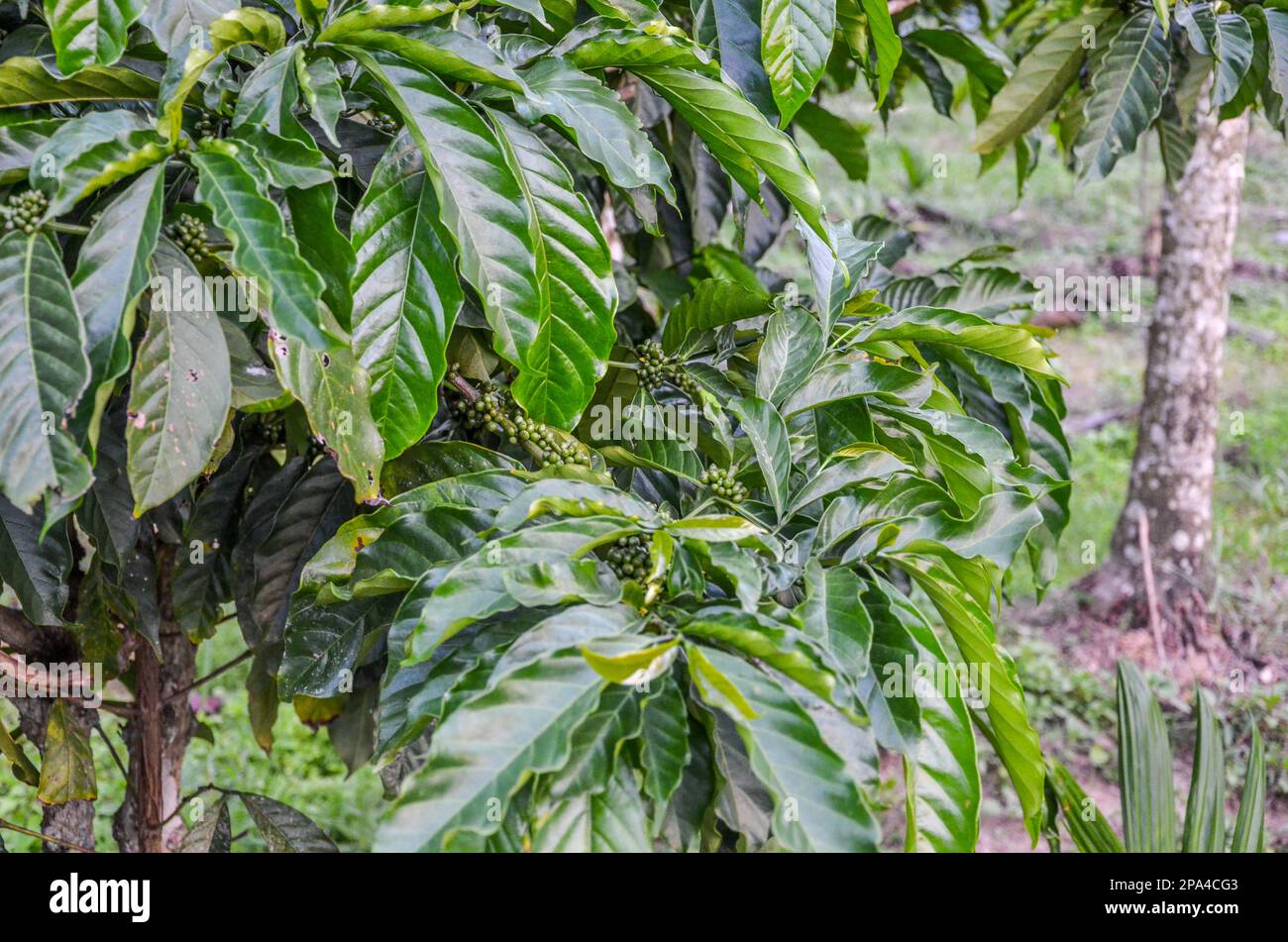 Coffee Plantation In India Stock Photo Alamy coffee-plantation-in-india-stock-photo-alamy