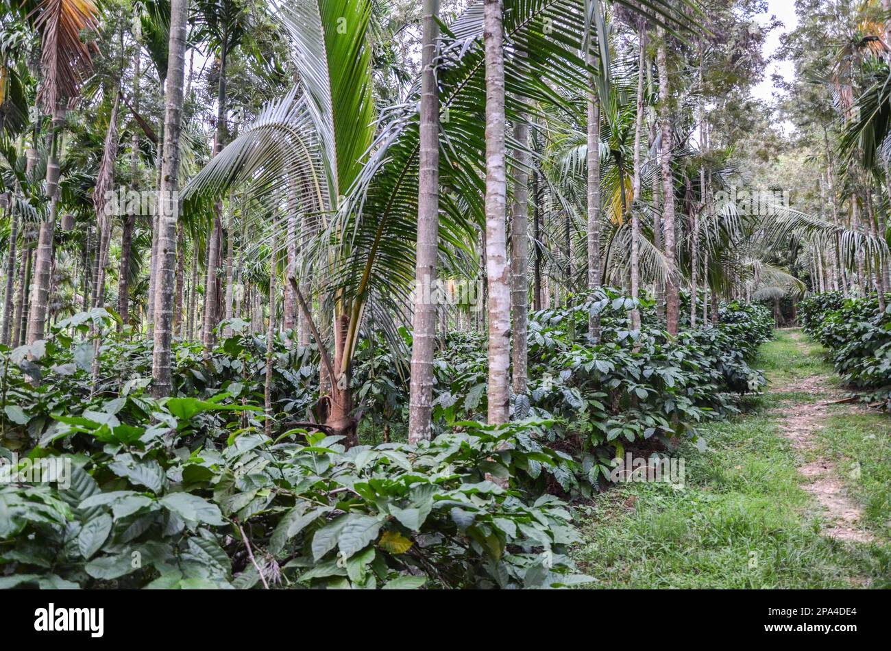 Coffee plantation integrated with areca nut and coconut in India Stock Photo