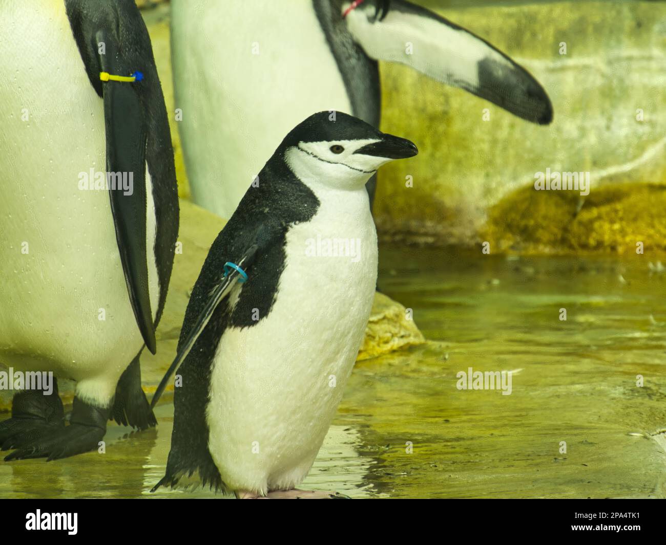 A young Chinstrap Penguin walking around the exhibit at the Kansas City