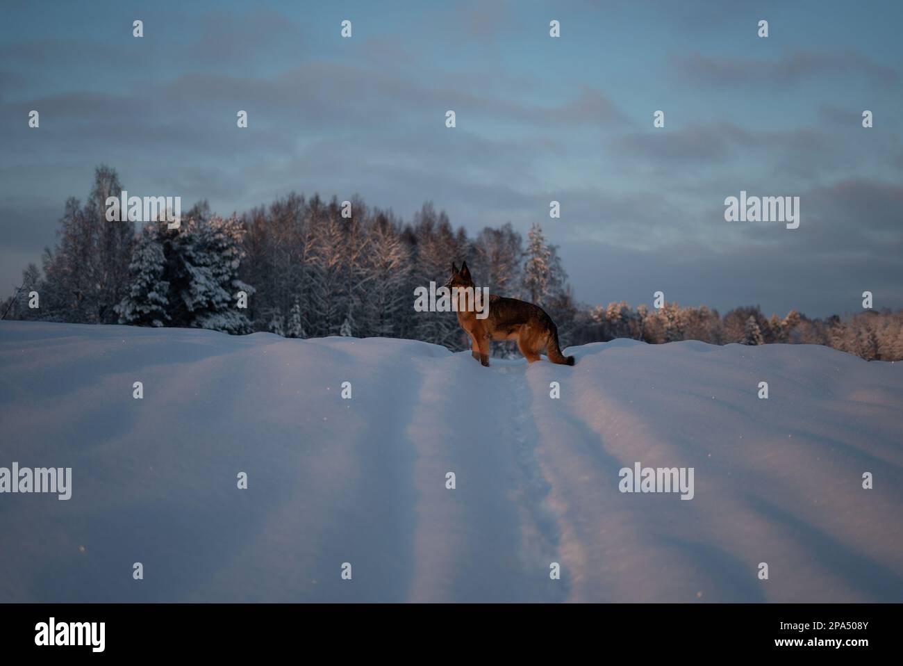 Snow In German German shepherd in the snow hi-res stock photography and images - Alamy