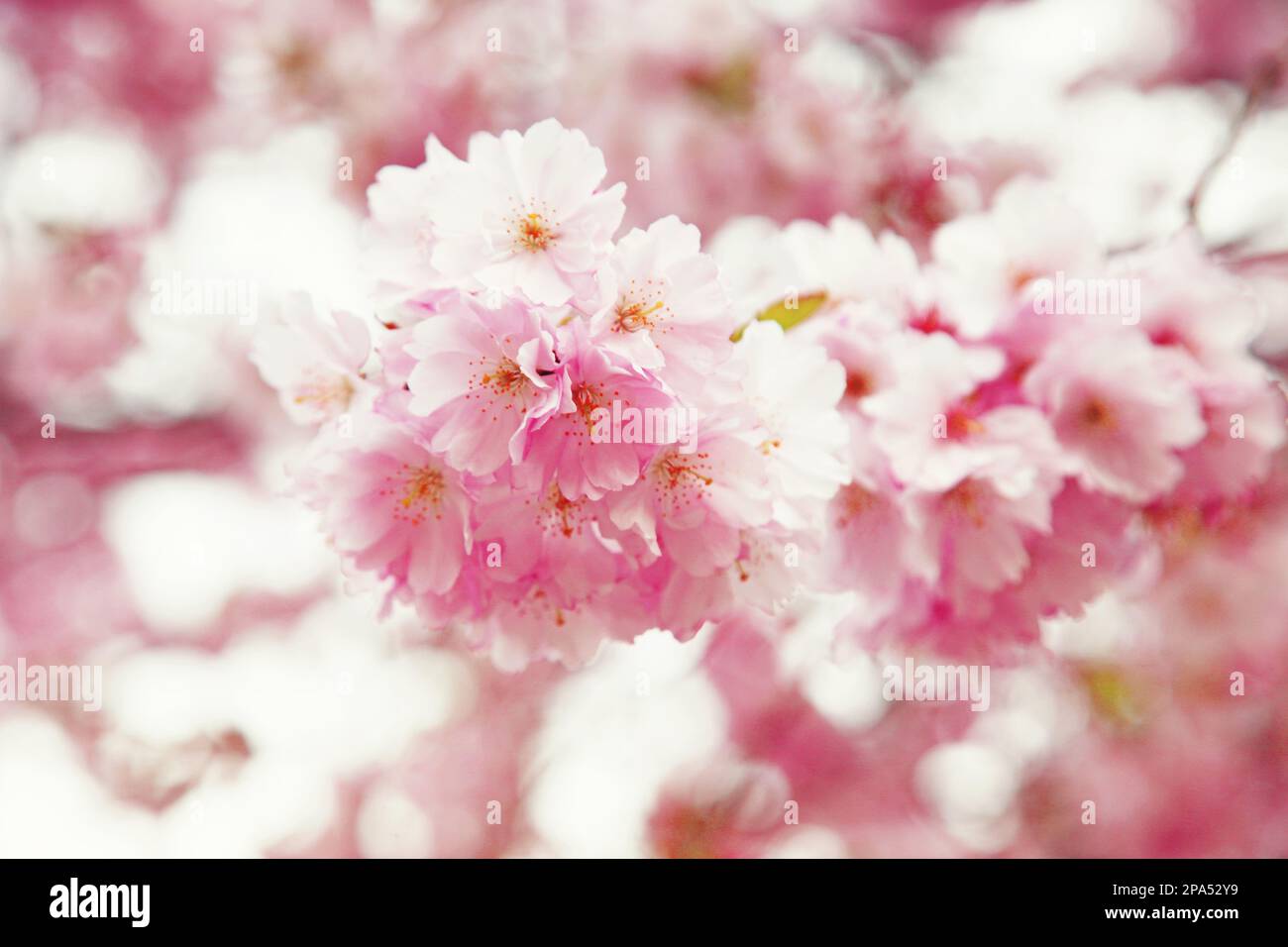 Spring banner background with copy space Stock Photo - Alamy