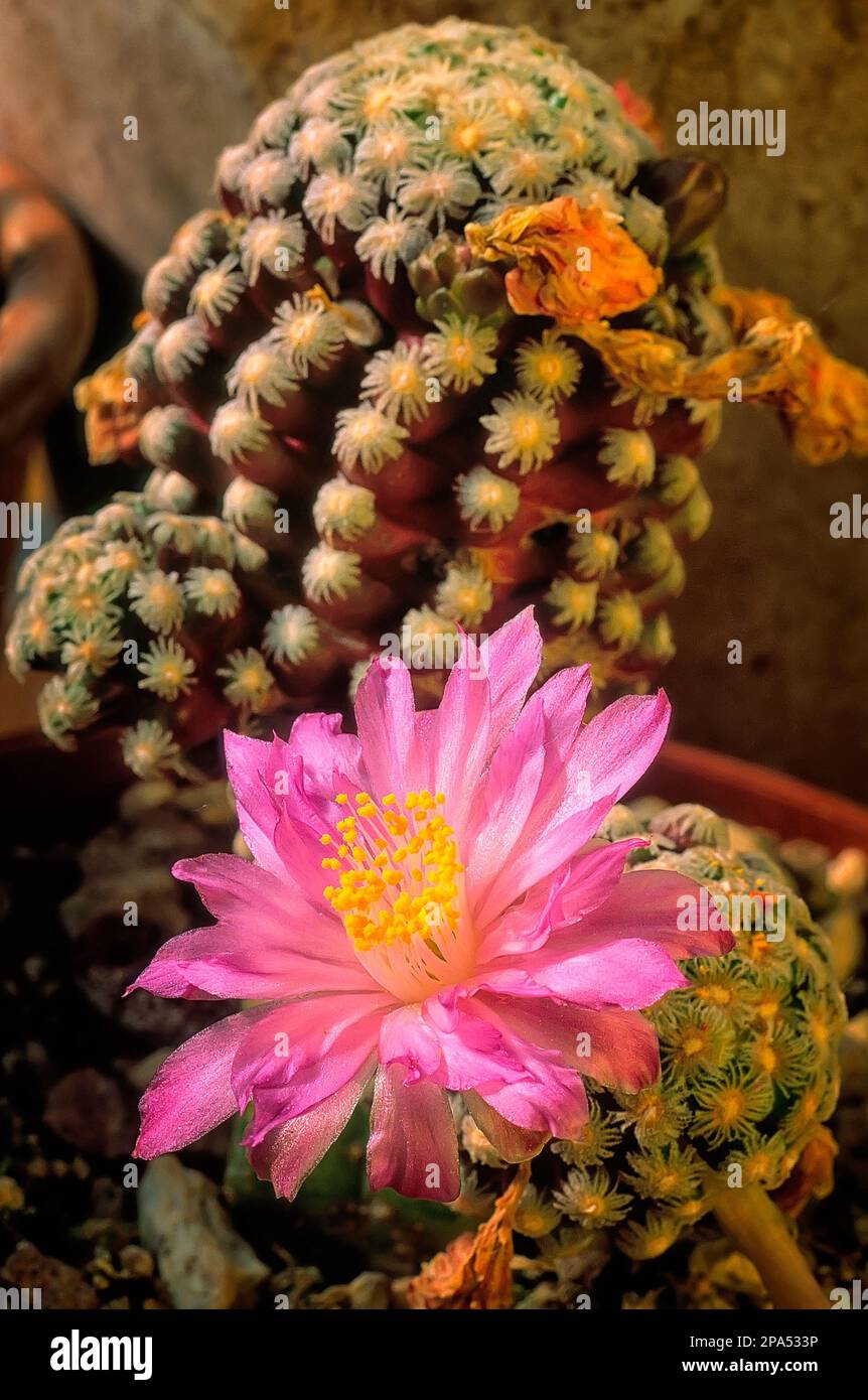 Mammillaria theresae, Cactaceae. Rare cacti from Mexico. ornamental succulent plant, pink flower Stock Photo