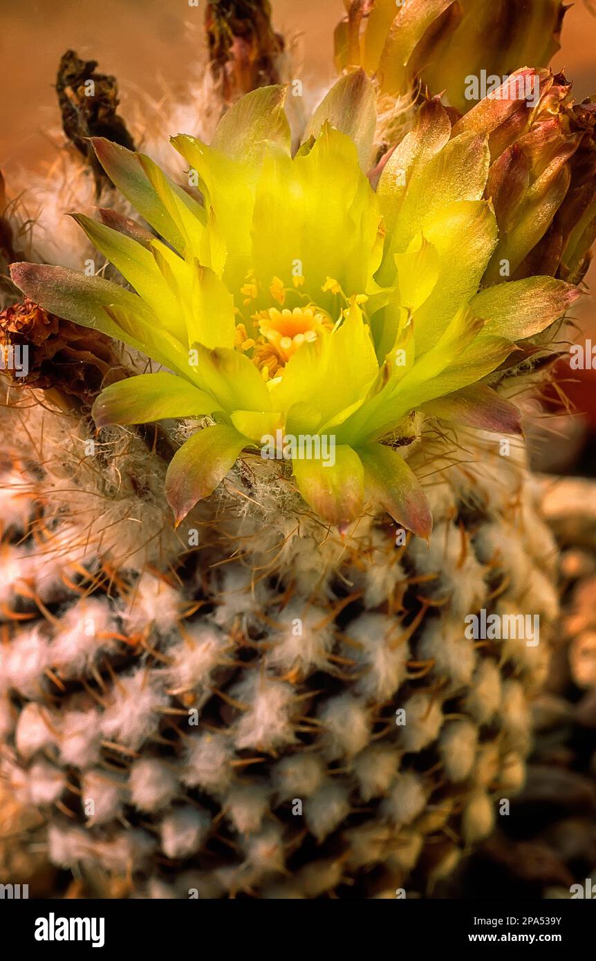 Eriosyce odieri subs. krausii (syn Neochilenia malleolata), Cactaceae. Rare cacti. ornamental succulent plant, yellow flower. Stock Photo