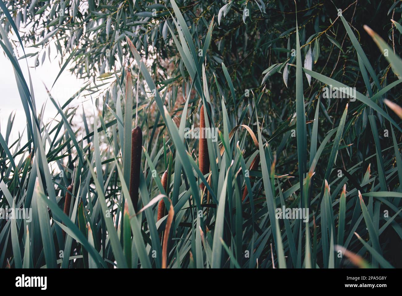 Reed river shore greens hi-res stock photography and images - Alamy