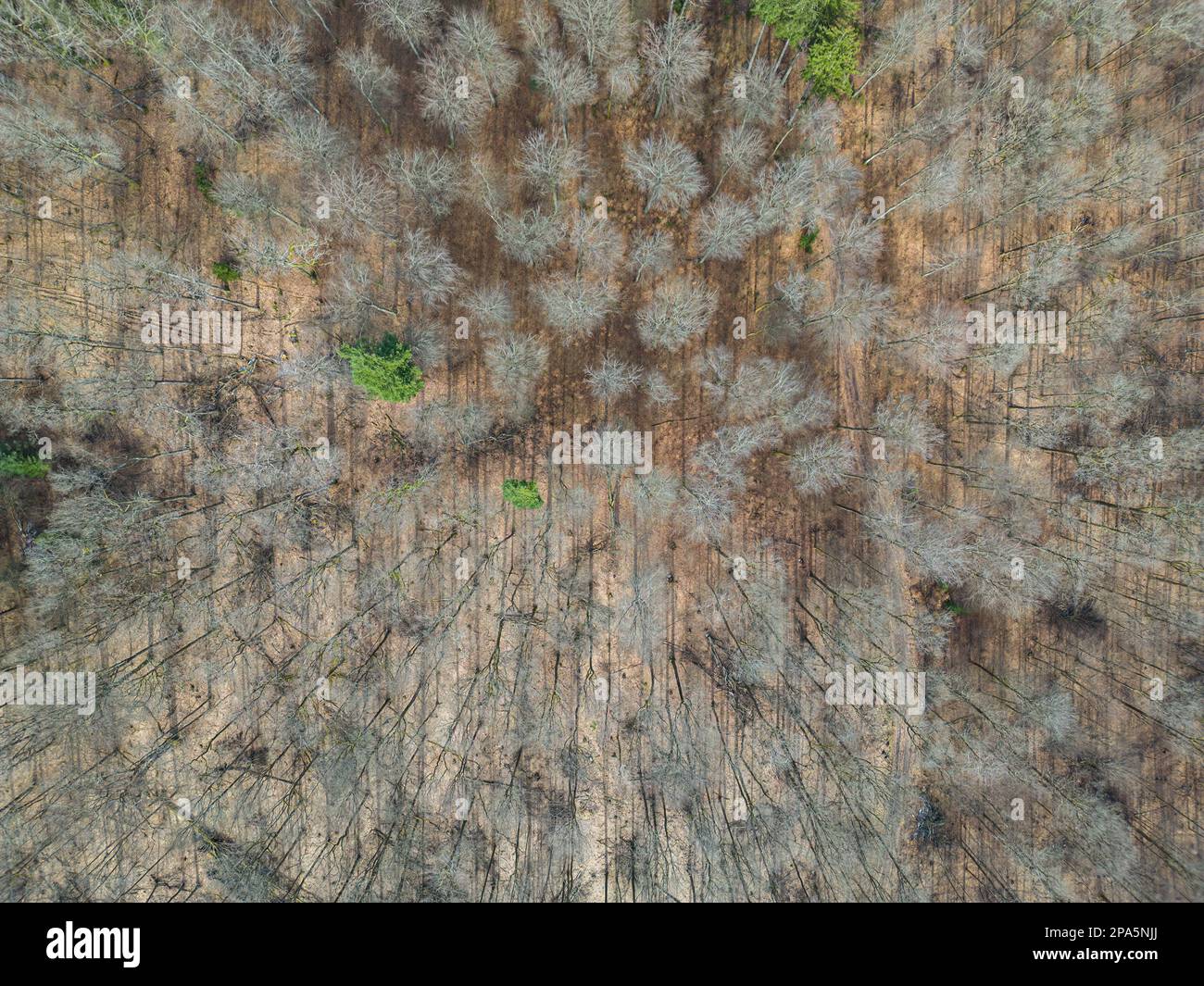 Aerial view of a beautiful forest in wintertime. Stock Photo