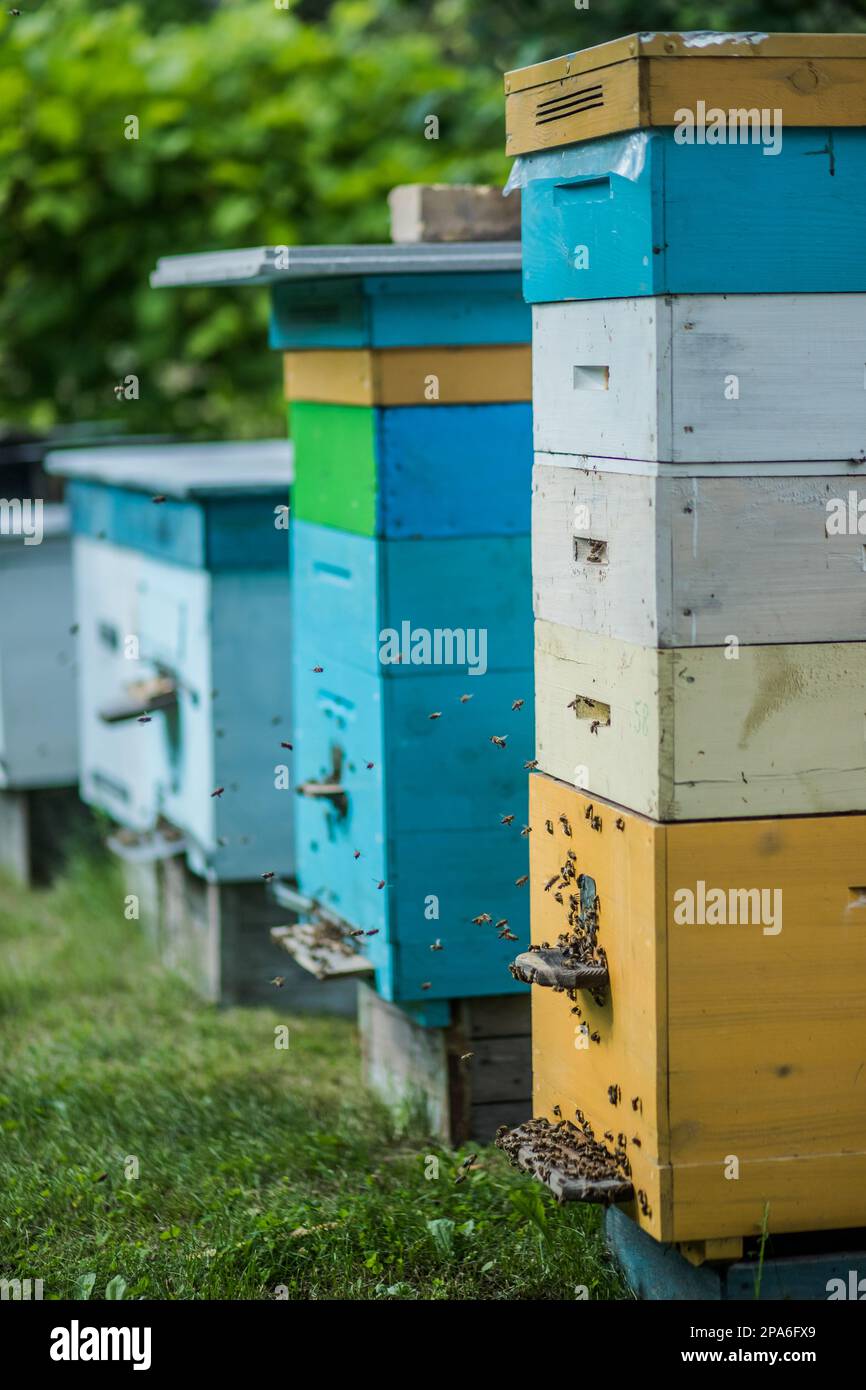 Background with beehives. Close up of flying bees. Wooden beehive and bees. Plenty of bees at the entrance of old beehive in apiary. Working bees on p Stock Photo