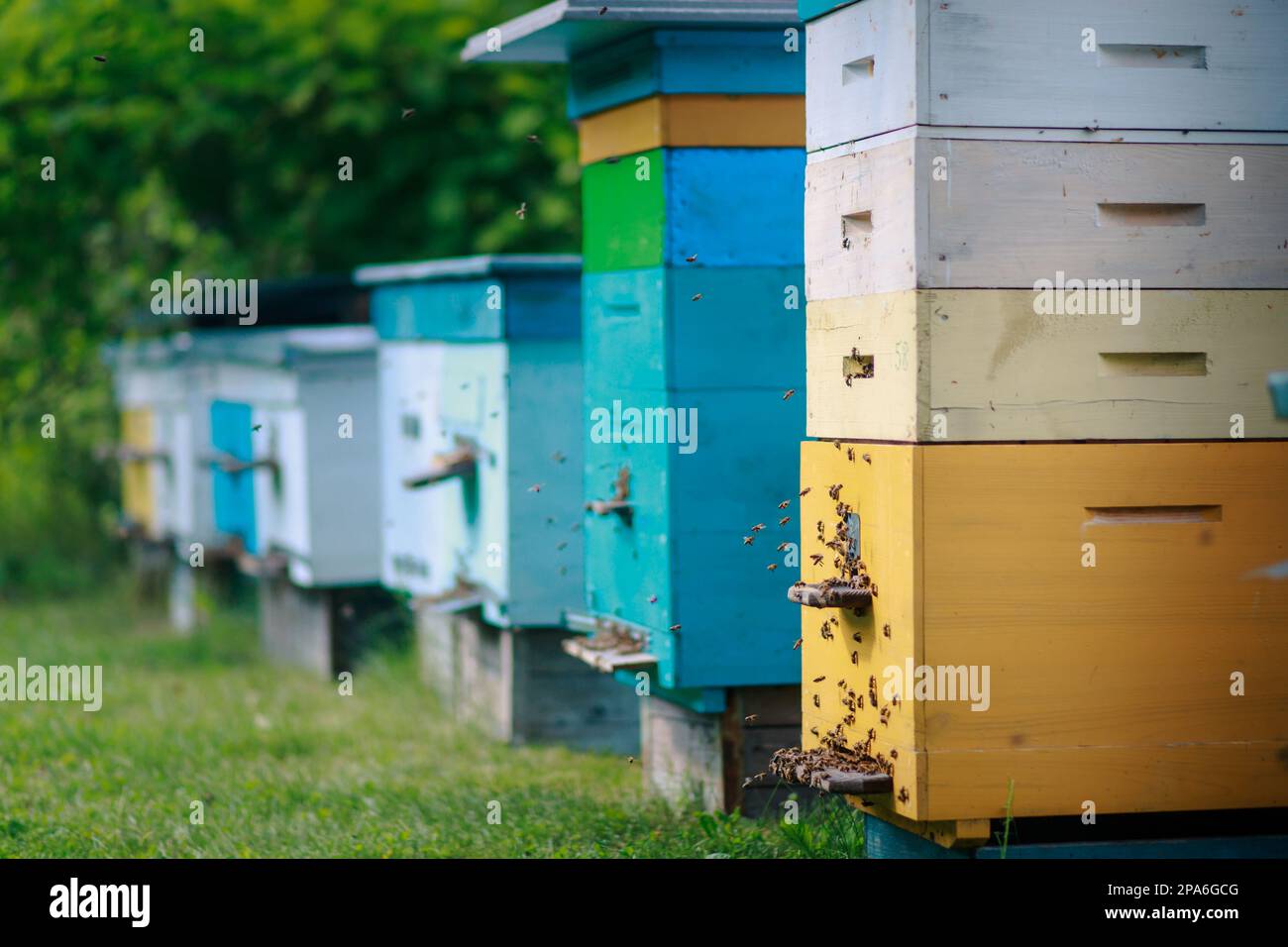 Cropped as a square photo with a beehive. Working bees on plank. Frames of a beehive Stock Photo