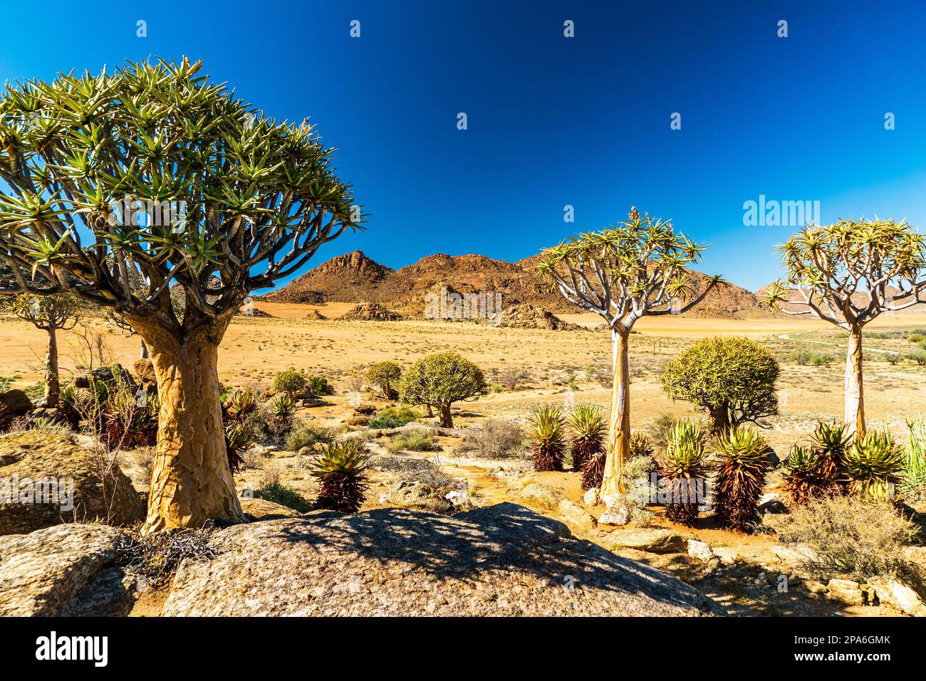 3 beautiful famous Quiver Trees, Kokerboom, (Aloe dichotoma) in the