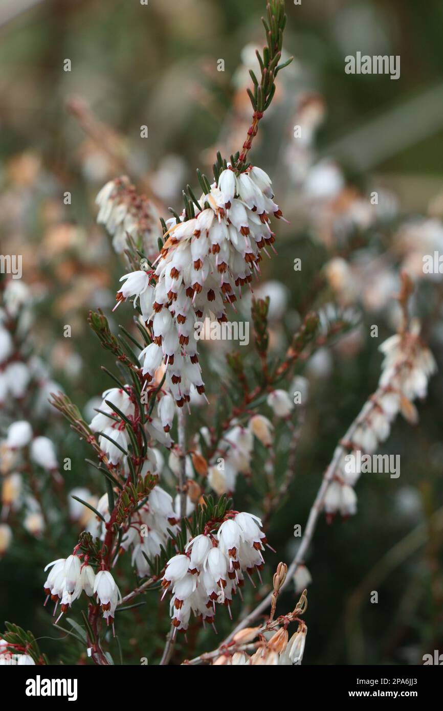 White Erica carnea or darlayensis sorts. Erica carnea Springwood White Stock Photo