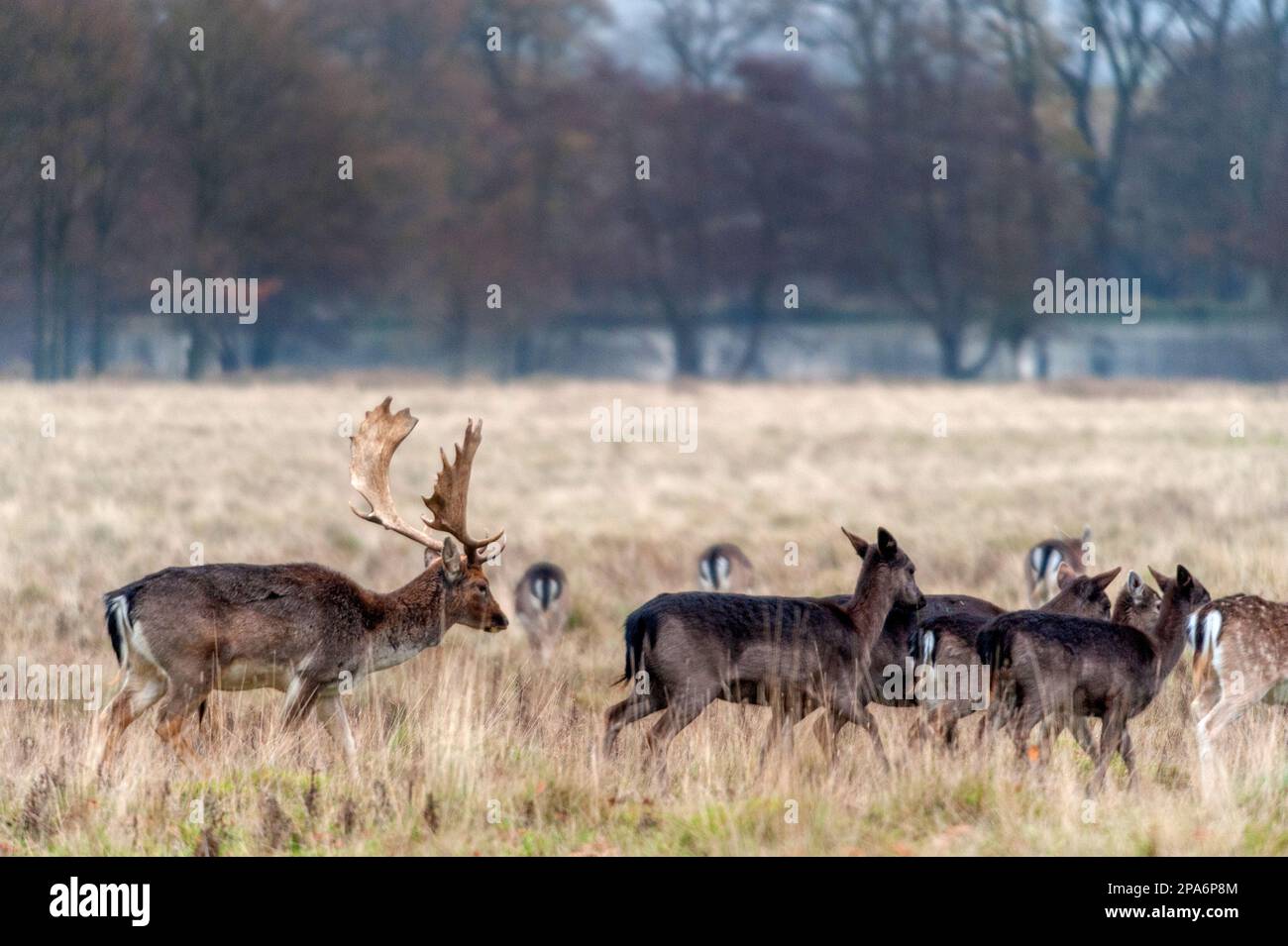 Fallow deer in The Deer Park at Petworth House Stock Photo Alamy