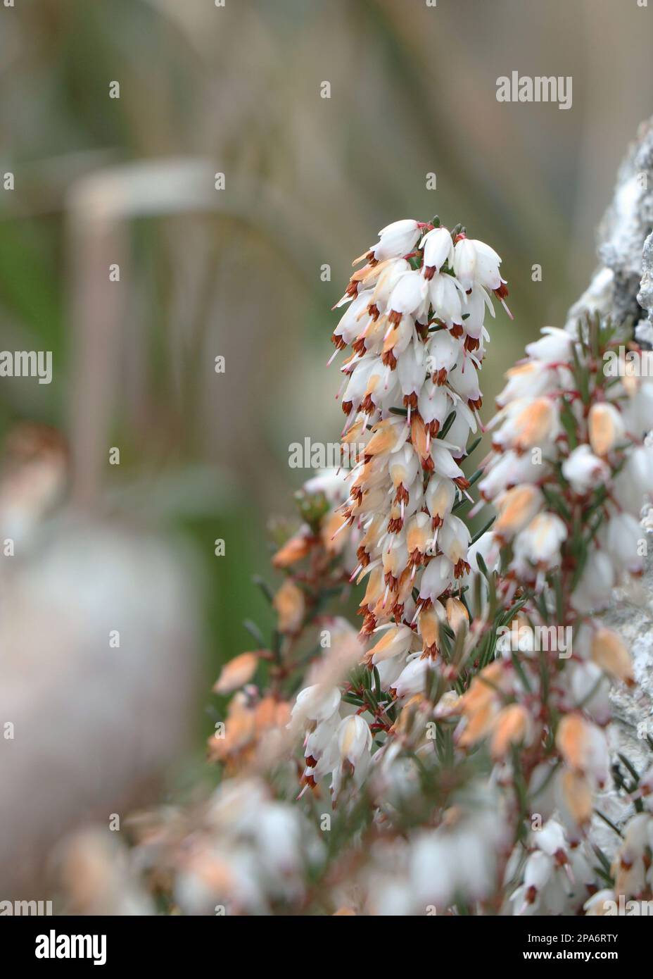White Erica carnea or darlayensis sorts. Erica carnea Springwood White Stock Photo