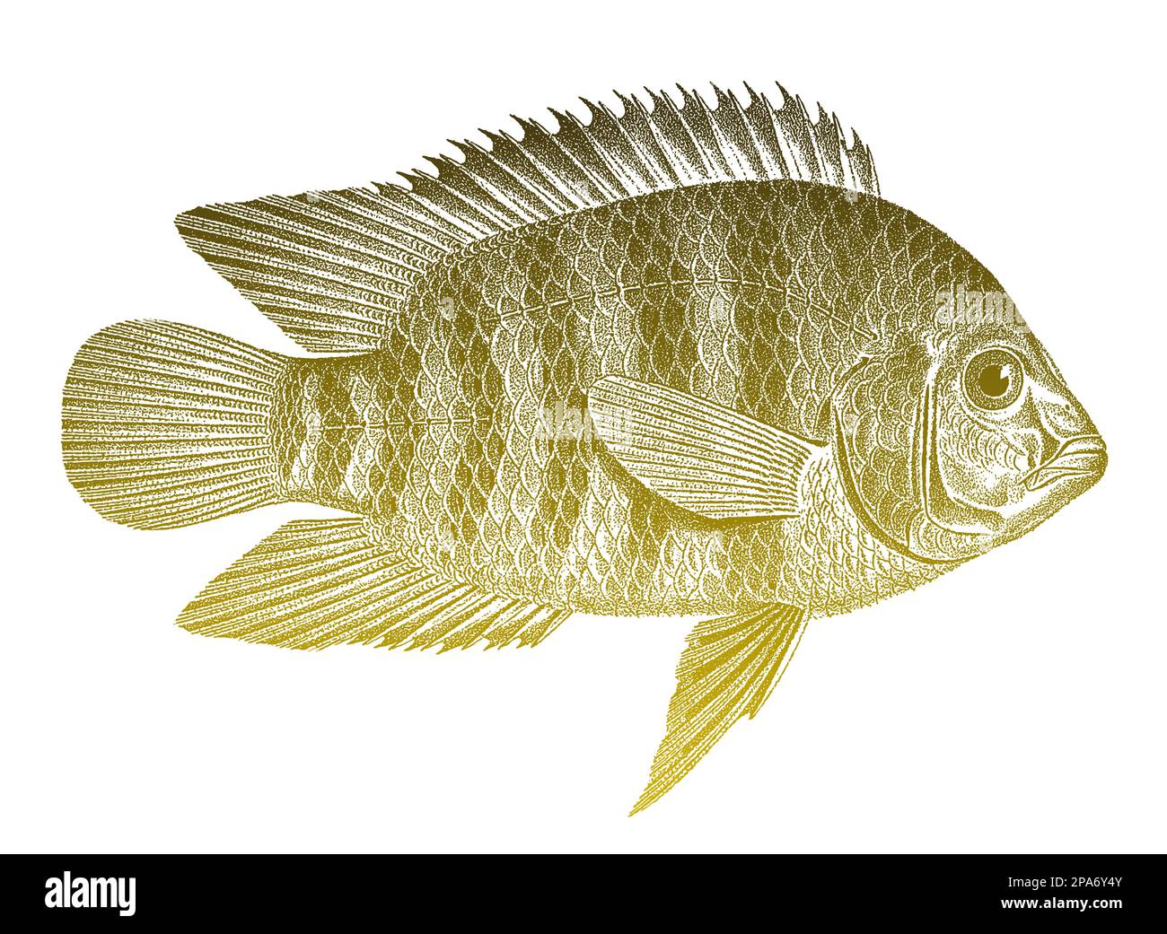 Chameleon cichlid australoheros facetus, freshwater fish from South America Stock Vector