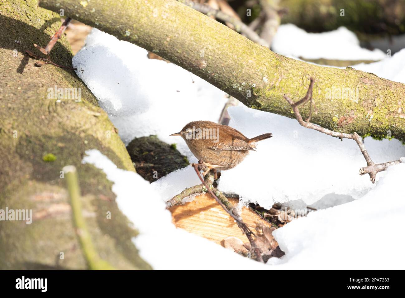 A wren (Troglodytes troglodytes) searches through the snow for something to eat Stock Photo