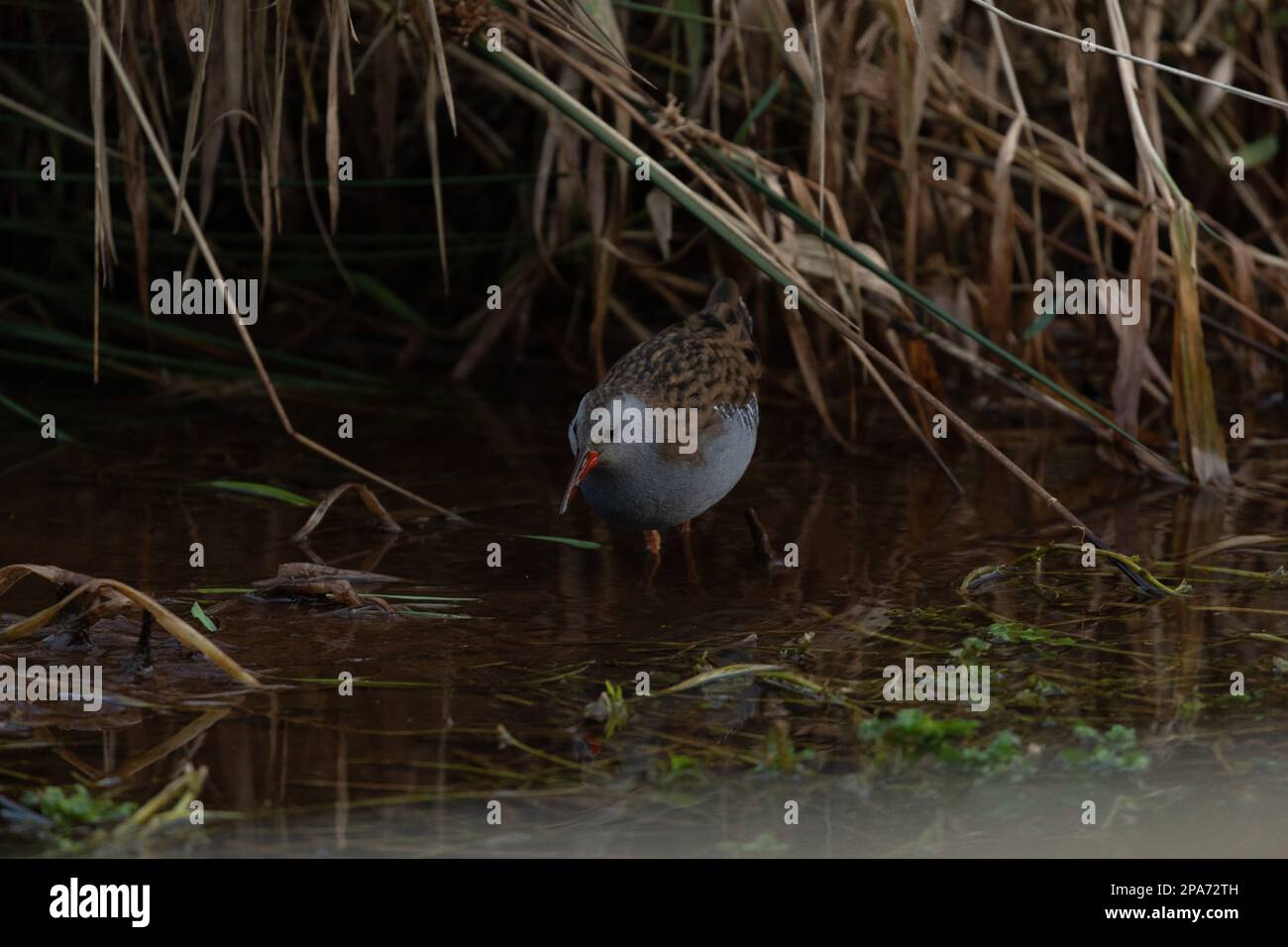 A water rail picks its way carefully through the rushes in Delph, Saddleworth, Oldham, UK Stock Photo