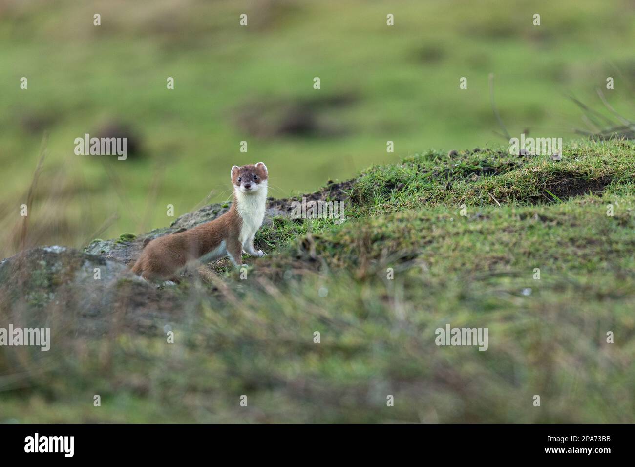 A stoat (Mustela erminea) peers warily while stood  in moorland close to Diggle in Saddleworth near Oldham, UK Stock Photo