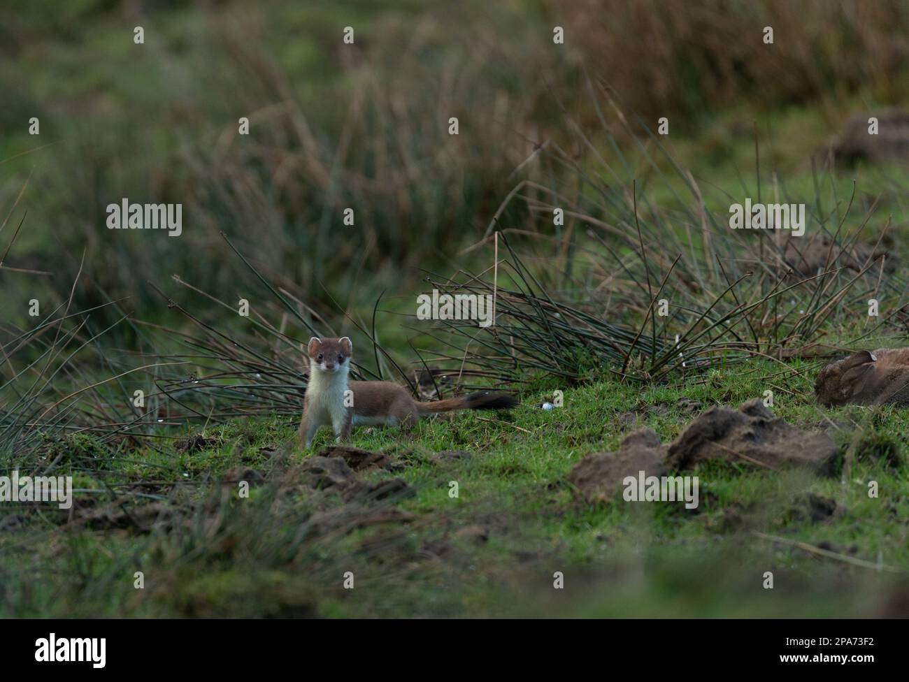 A stoat (Mustela erminea) peers warily while in moorland close to Diggle in Saddleworth near Oldham, UK Stock Photo