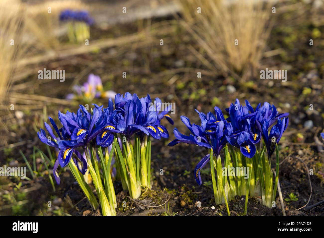 Beautiful Iris reticulata Harmony on a meadow (Iris sea of blue Stock