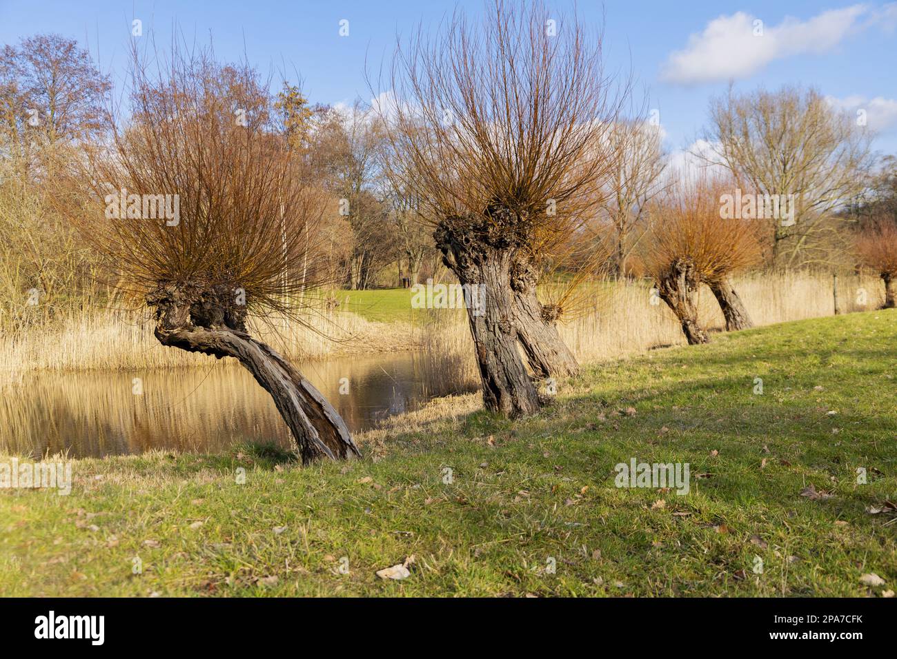 Berlin germany willow tree hires stock photography and images Alamy