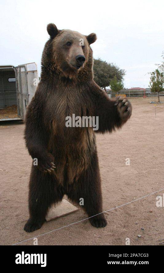 Rocky the grizzly bear is seen at the Forever Wild animal sanctuary in