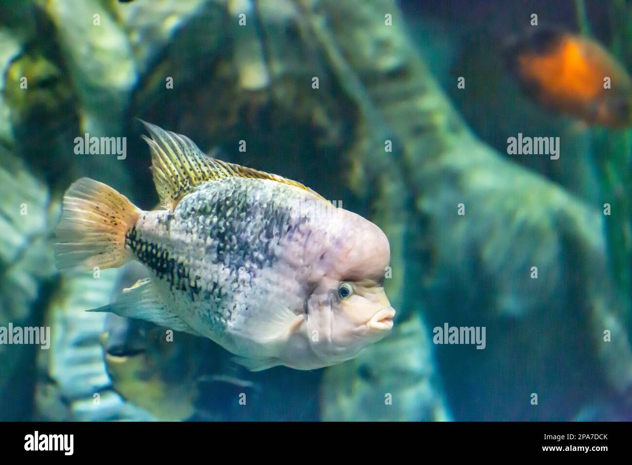 Vieja maculicauda Blackbelt Cichlid . Interesting aquarium fish