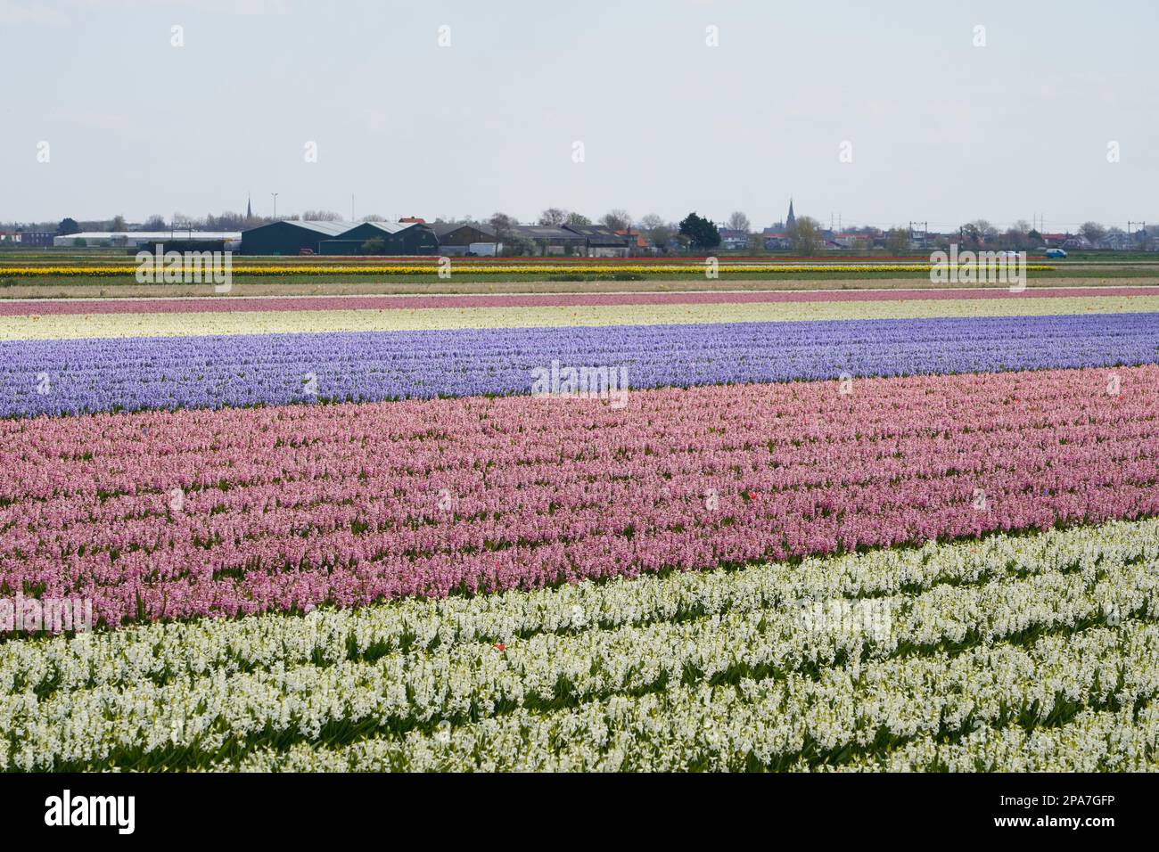 Tulip fields near Lisse in the Netherlands Stock Photo - Alamy