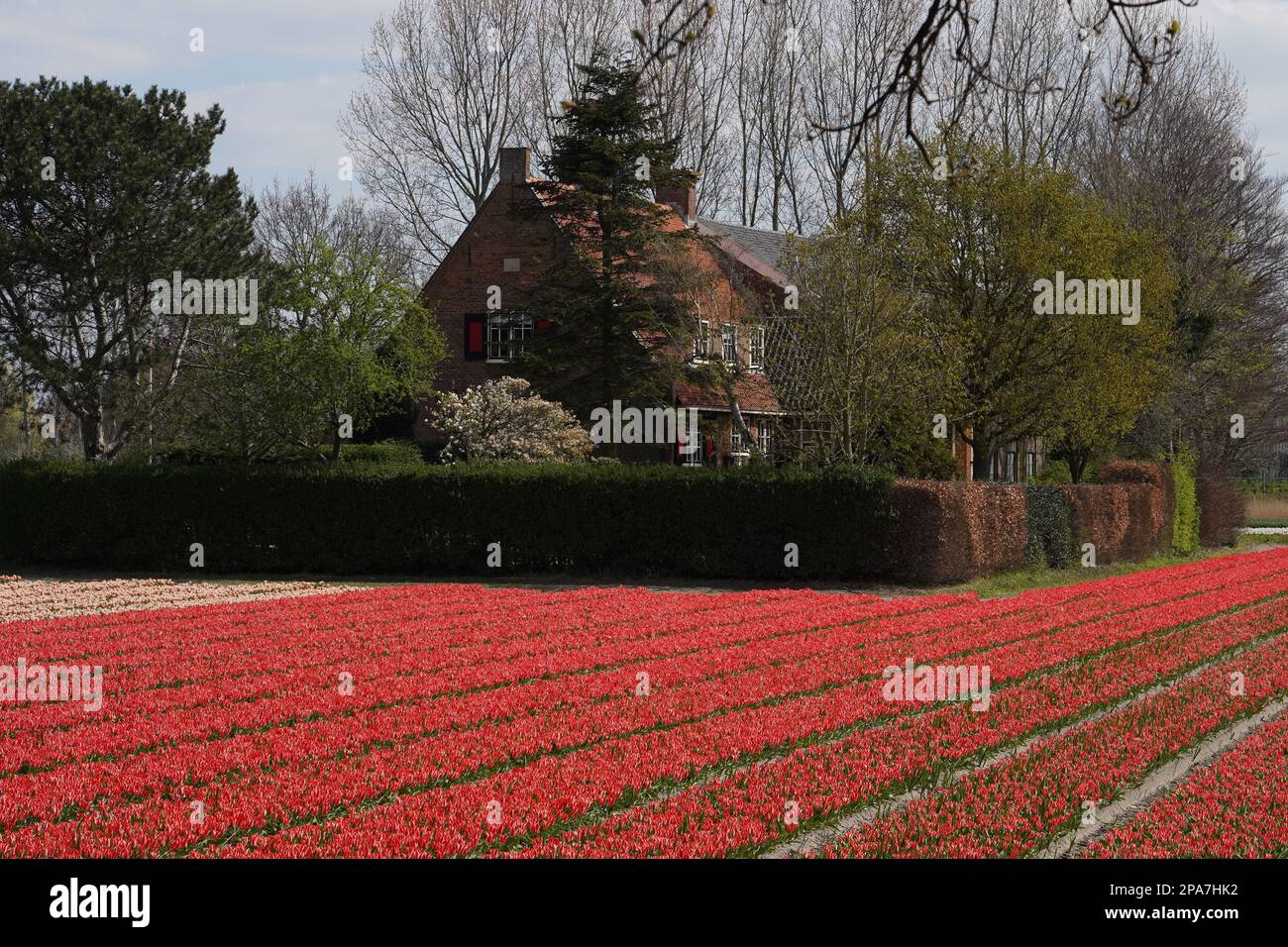 Tulip fields near Lisse in the Netherlands Stock Photo