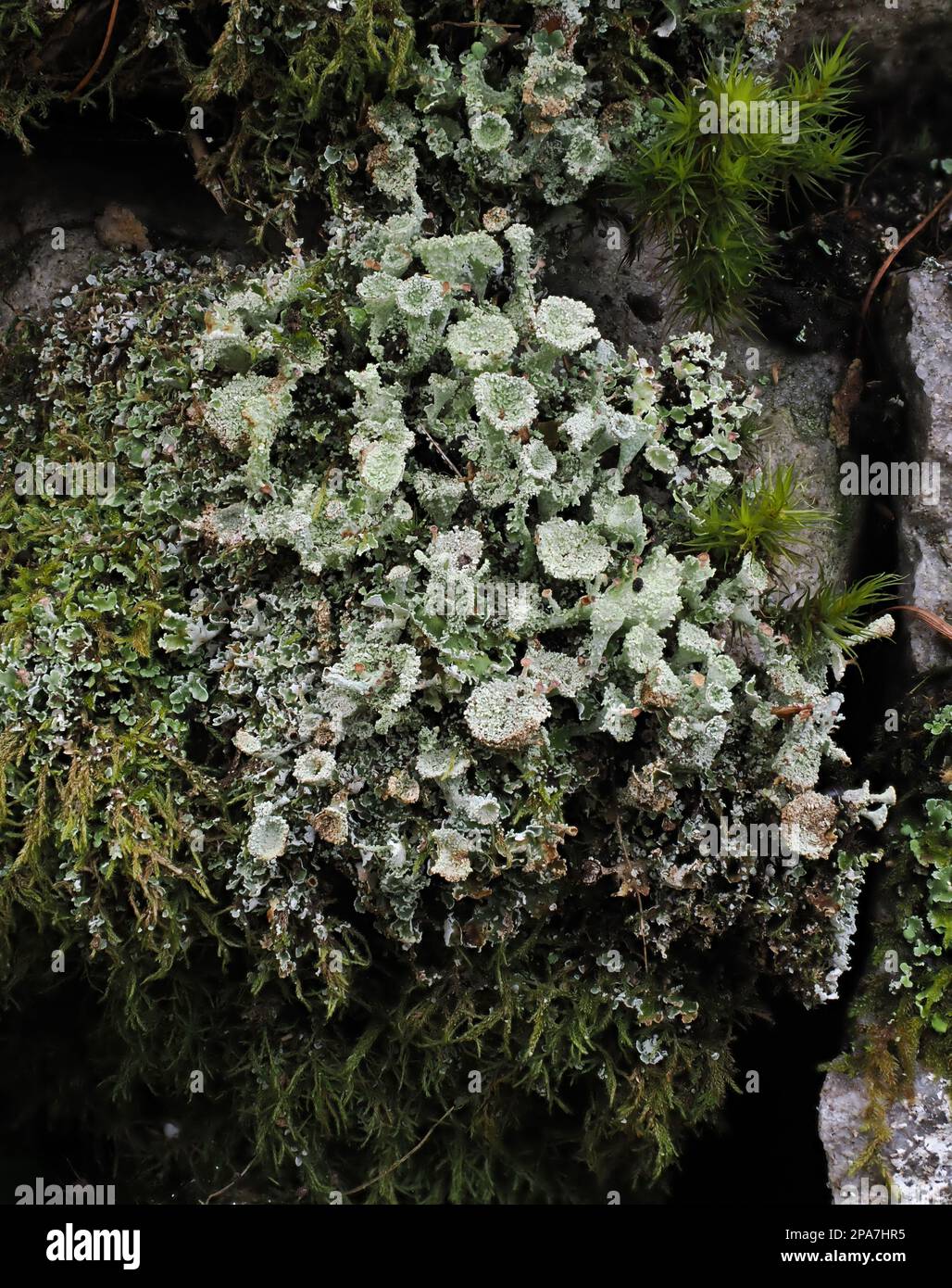 Cladonia lichen growing on a limestone wall in the Brecon Beacons Bannau Breichyniog National Park South Wales UK Stock Photo