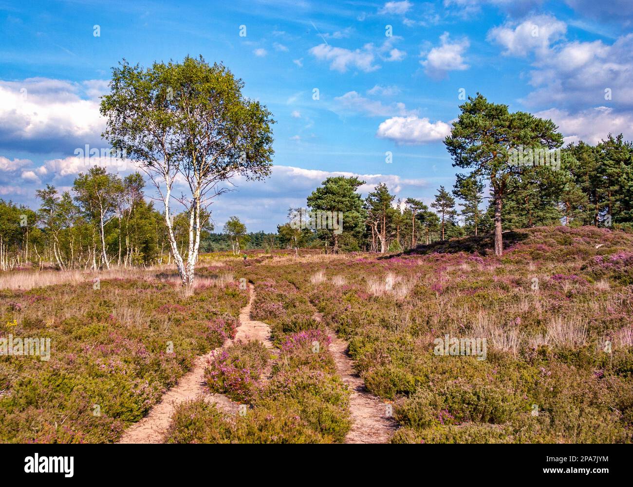 Rare lowland heath with birch and heather at Thursley Common in Surrey UK Stock Photo