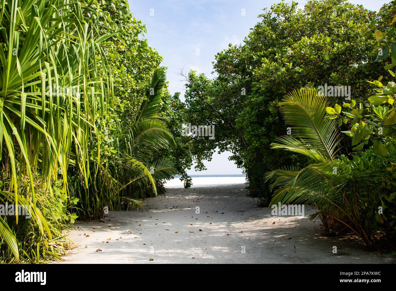 lush green tropical vegetation background Stock Photo - Alamy