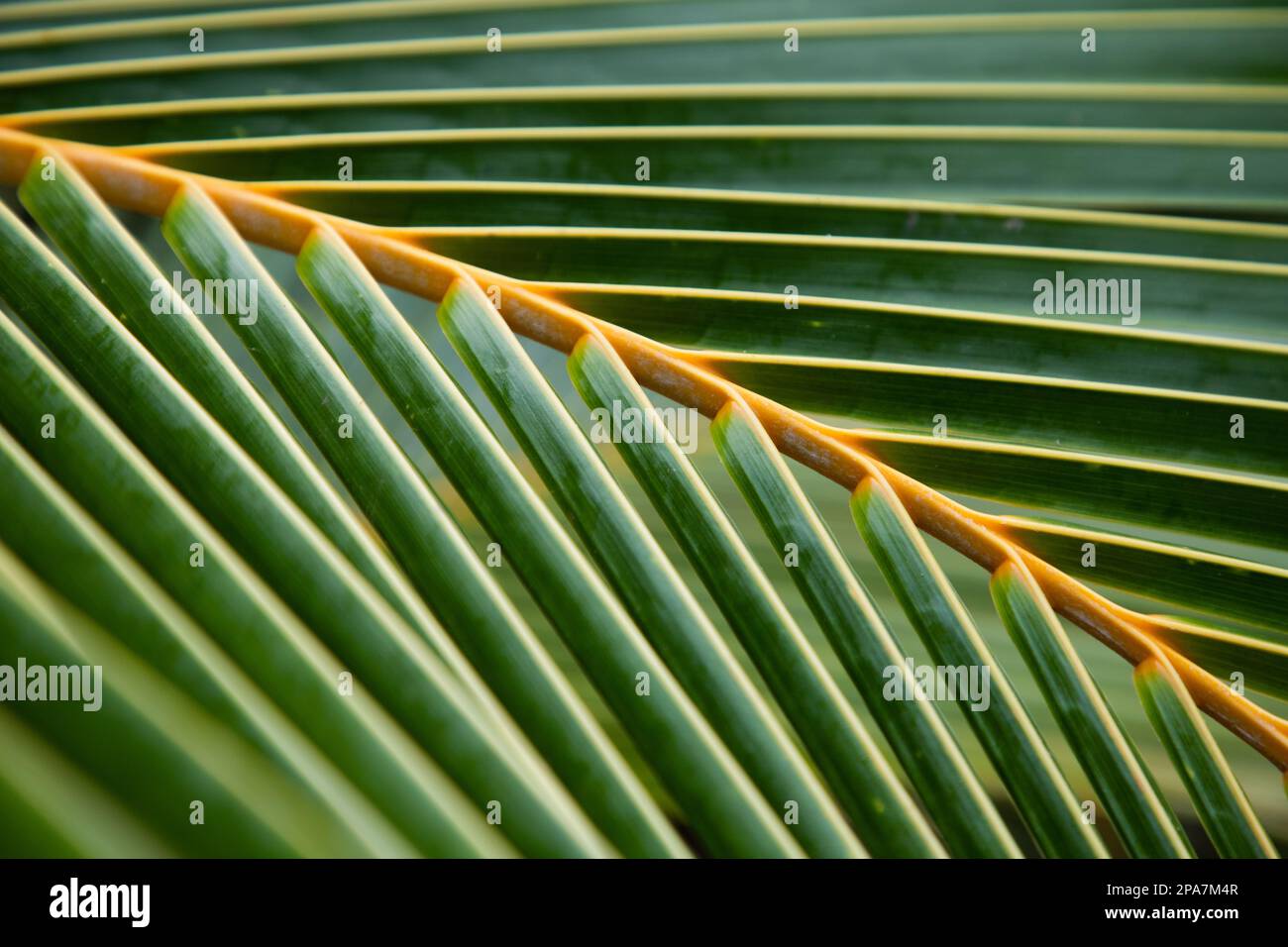 lush green tropical vegetation background Stock Photo - Alamy