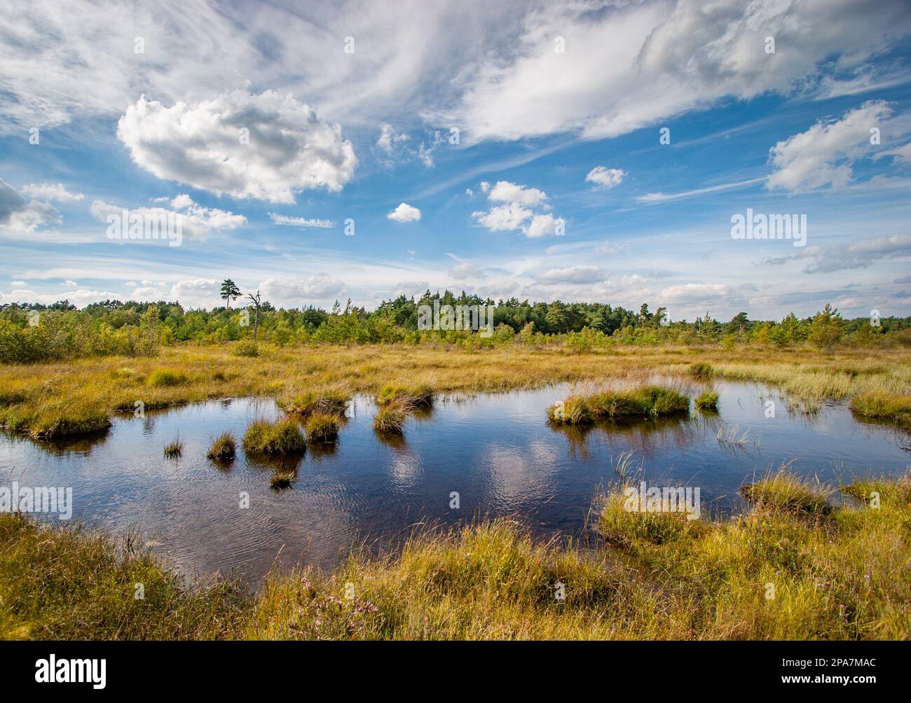 Pudmore Pond at Thursley Common National Nature Reserve Surrey UK haunt of a rich variety of wildlife Stock Photo