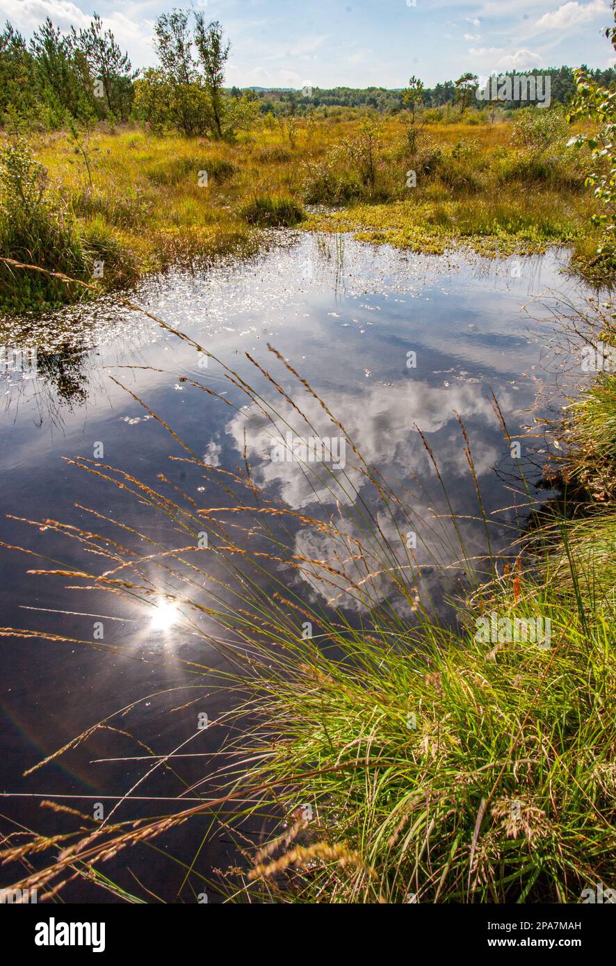 Summer sunlight reflected in a small heathland pool on Thursley Common Nature Reserve in Surrey UK Stock Photo