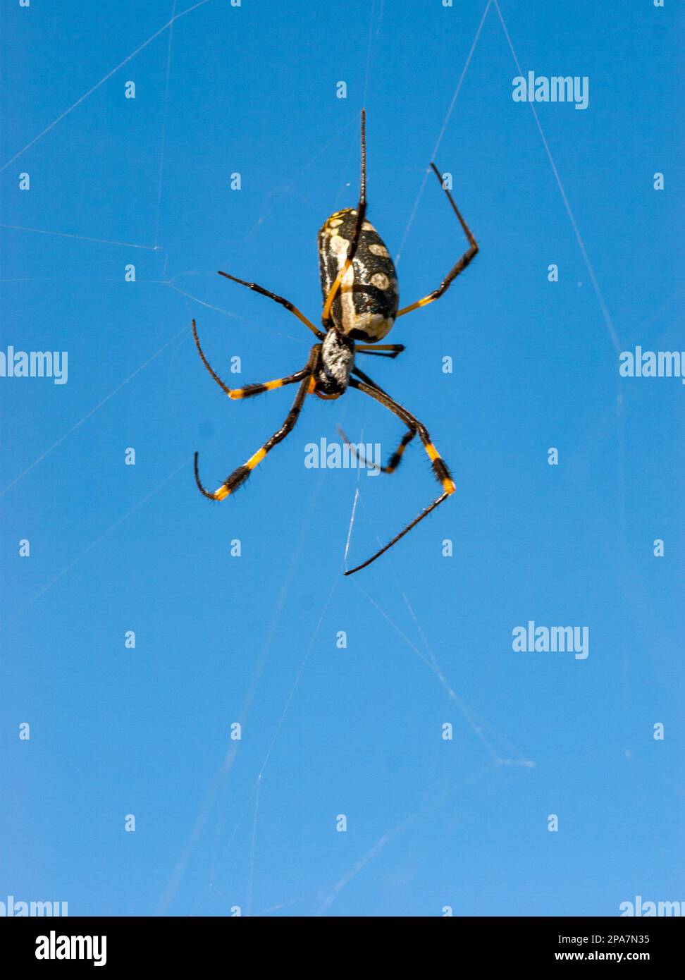 Golden orb web spider Nephila senegalensis at Madikwe National Park