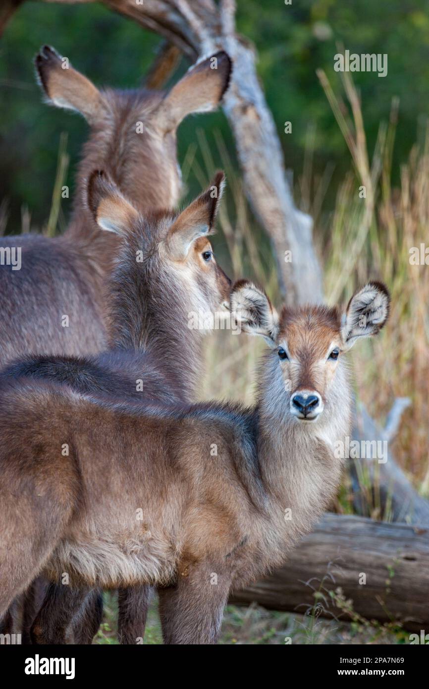 A Female Waterbuck Kobus Ellypsyprimus And Her Young Looking Out For 