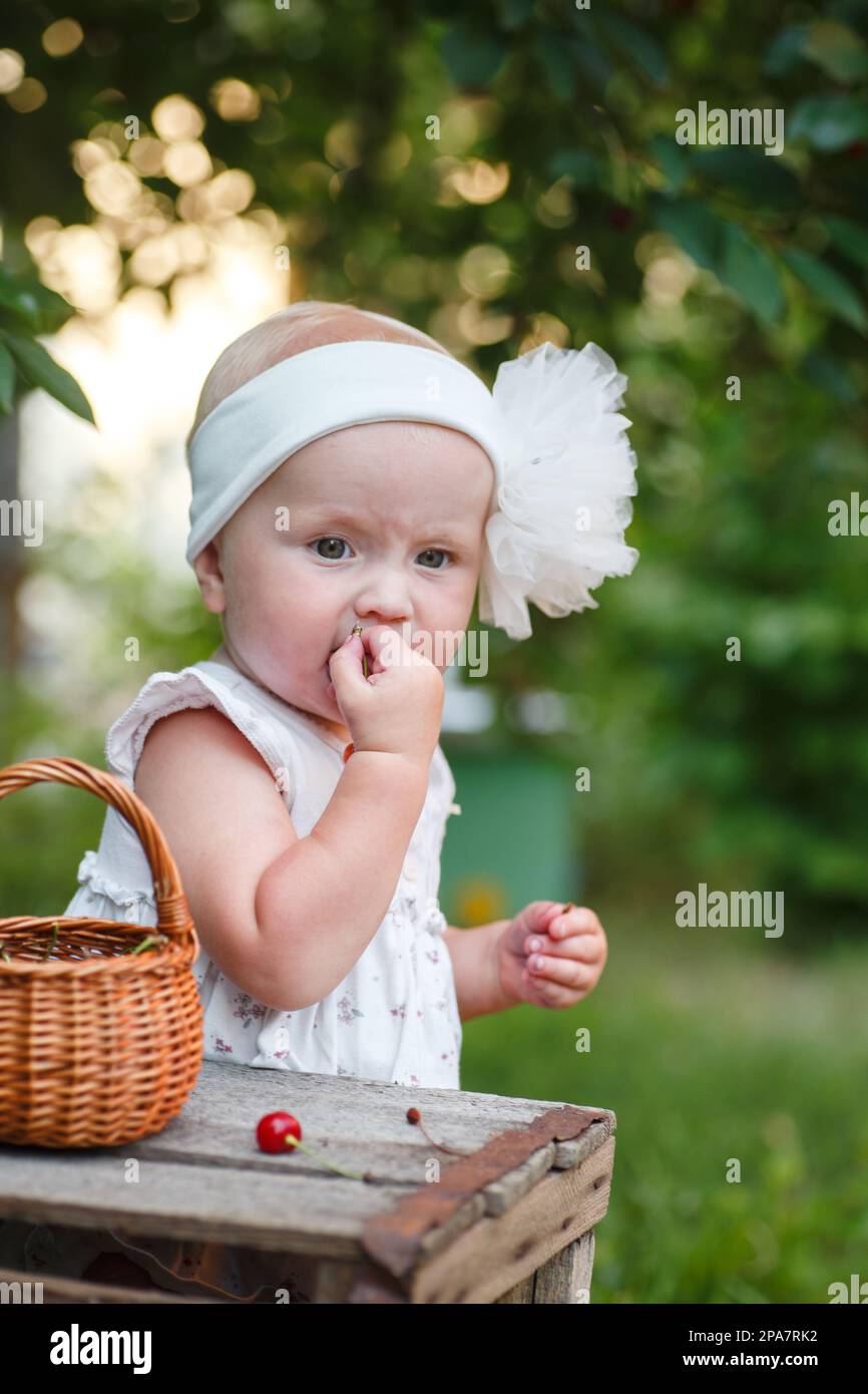 little girl eats fresh cherries plucked from a cherry tree growing in an organic orchard. Healthy Eating Stock Photo