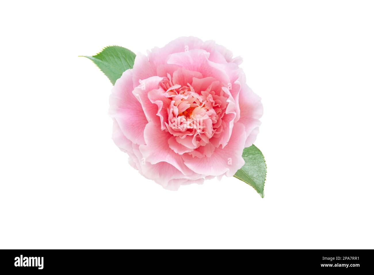 Pale pink camellia japonica peony form flower with green leaves isolated on white. Japanese tsubaki. Stock Photo