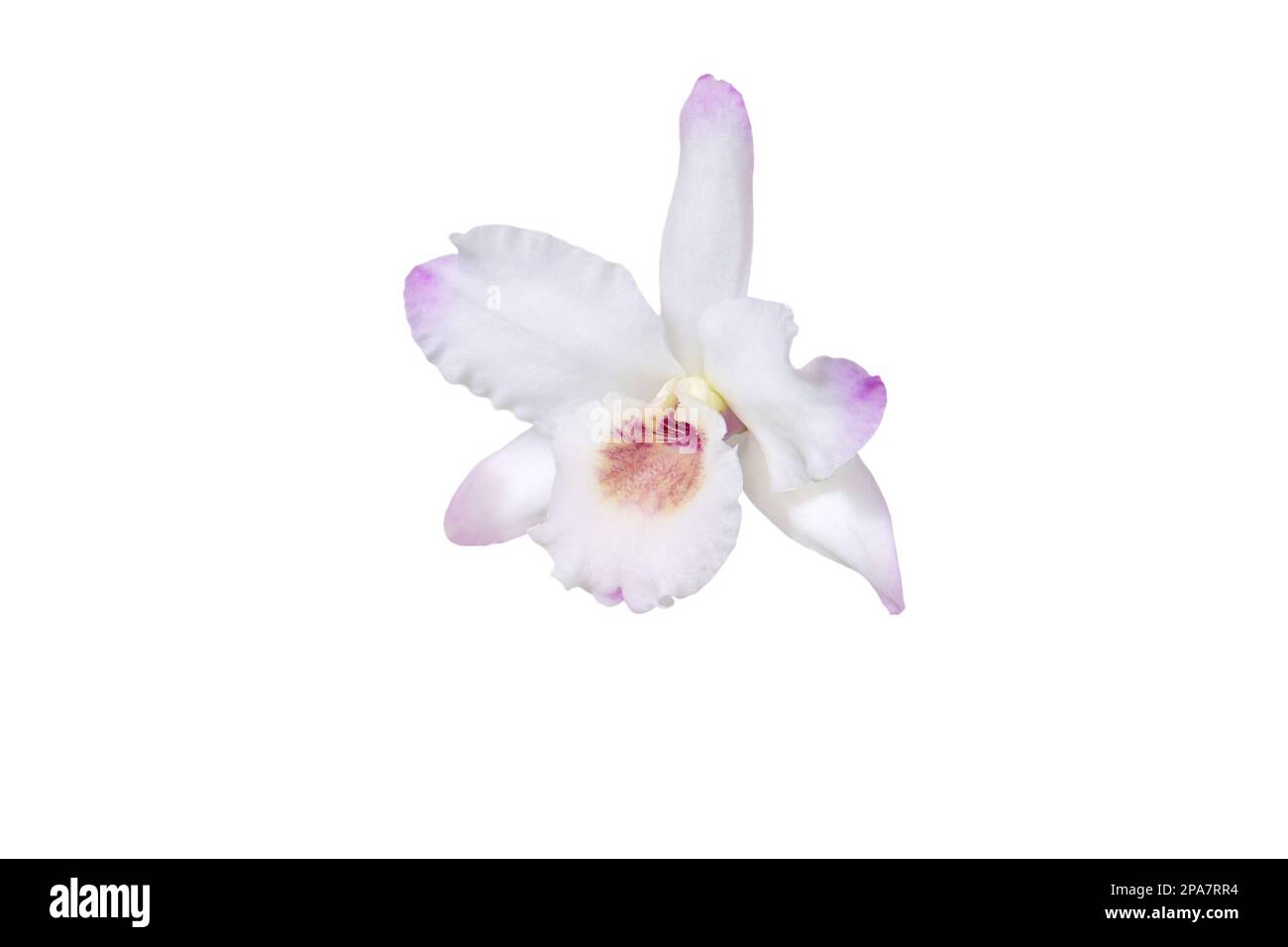 Dendrobium orchid hybrid white single flower with small amount of pale pink or purple isolated on white Stock Photo