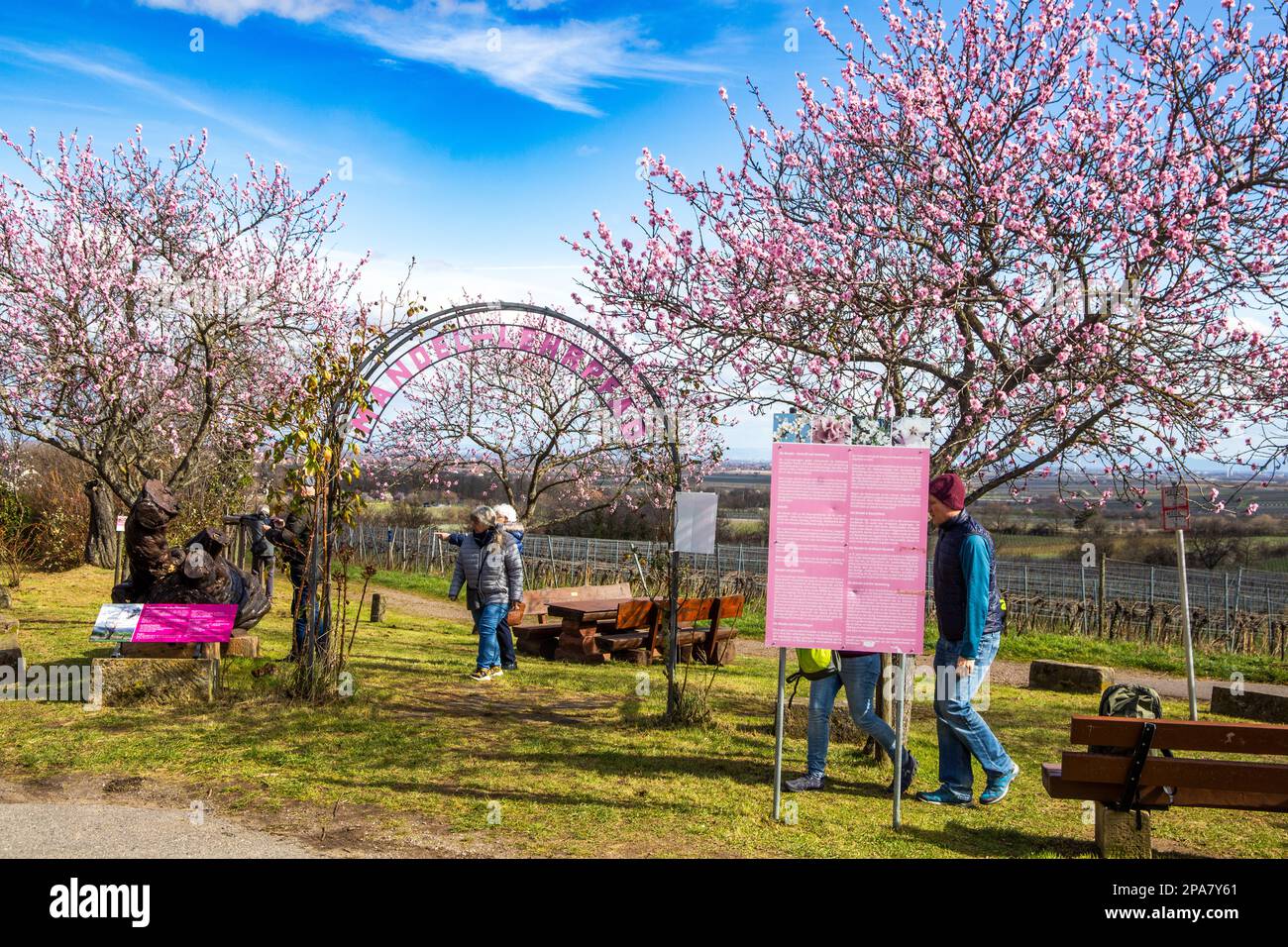 Almond blossom in NeustadtGimmeldingen, Palatinate. The Almond Blossom