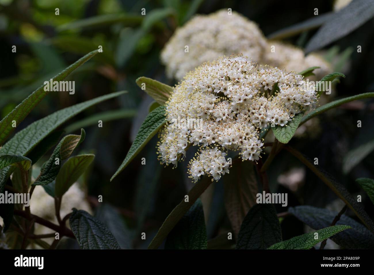 Viburnum rhytidophyllum Alleghany white flowers in spring garden