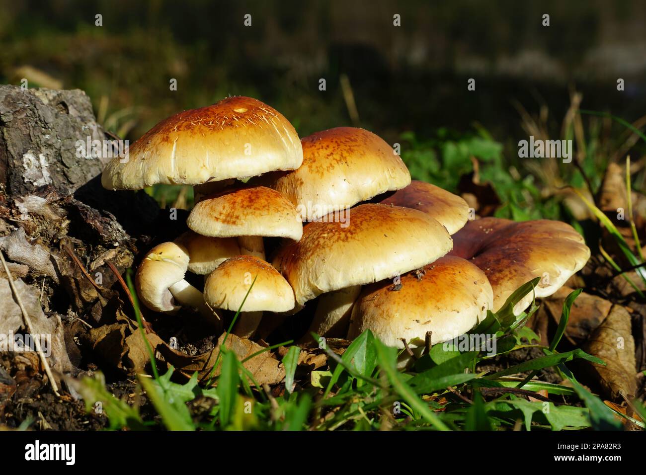 A pile of fresh forest mushrooms next to an old stump Stock Photo