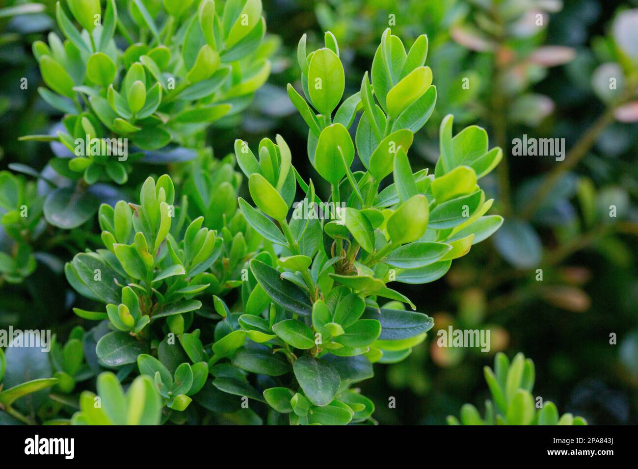 boxwood. Buxus sempervirens with yellow flowers. young boxwood leaves